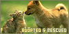 Adopted and Rescued Animals