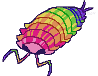 A rainbow coloured isopod