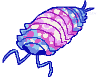 An isopod with the trans pride colours